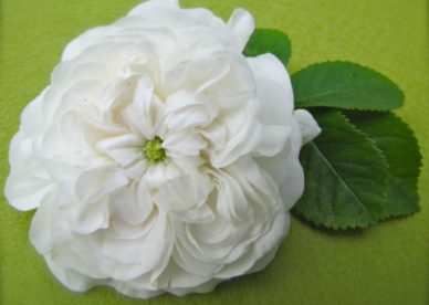 ورد جوري أبيض White Damask Rose Flower - صور ورد وزهور Rose Flower images